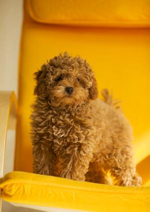 ミヌエットの可愛らしい特徴と概要