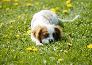 愛犬・愛猫の健康を守る!ロイヤルカナン療法食の選び方と効果ガイド