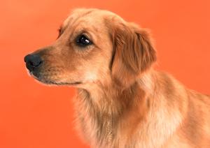 癒されるモフモフなうさぎカフェ