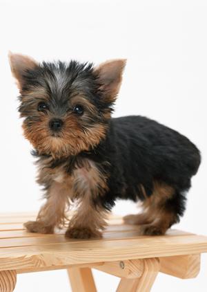 ペット供養をしたいとき利用できる会社