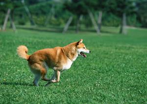 国産の厳選素材で作るドッグフードなら