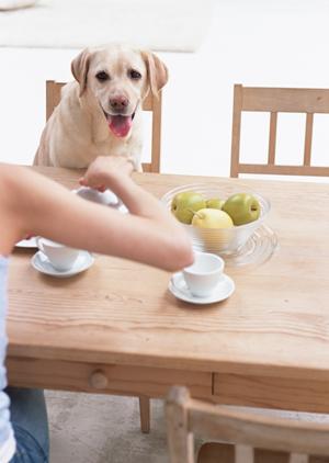 トップヘルスを通販で購入できるサイト